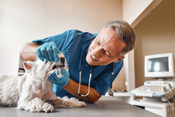 Best Mobile Emergency Dentist in Haymarket, VA